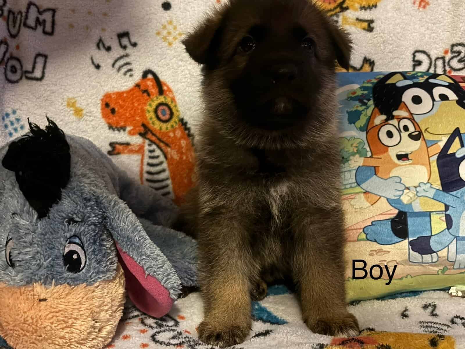 Full bred, German Shepherd puppies image 6