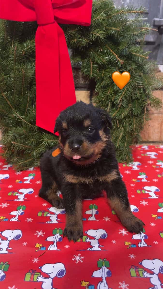 German Rottweiler puppies image 6
