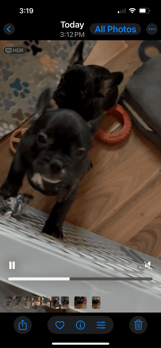 Frenchie girls looking for their home! image 6