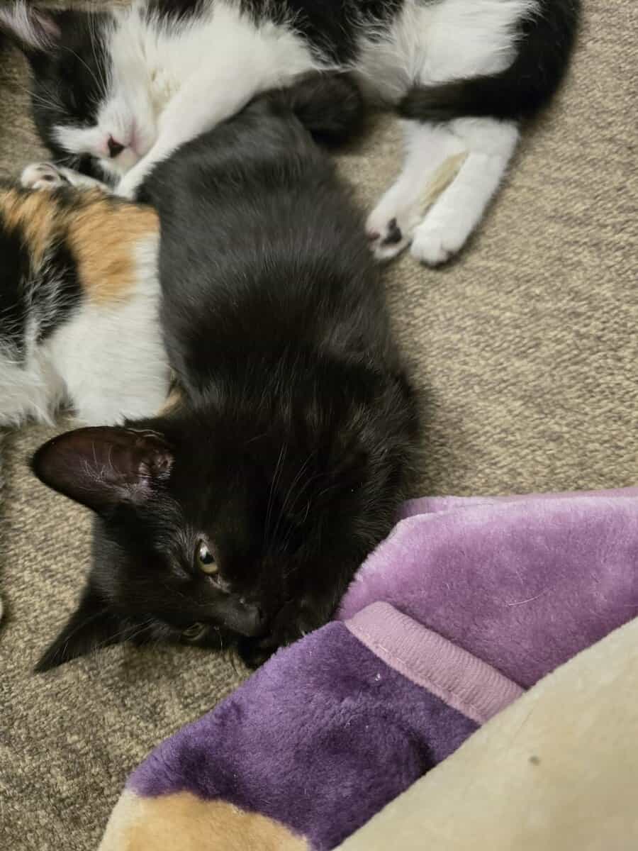Kittens image 4