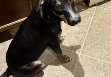 Rehoming our 5 month old puppy