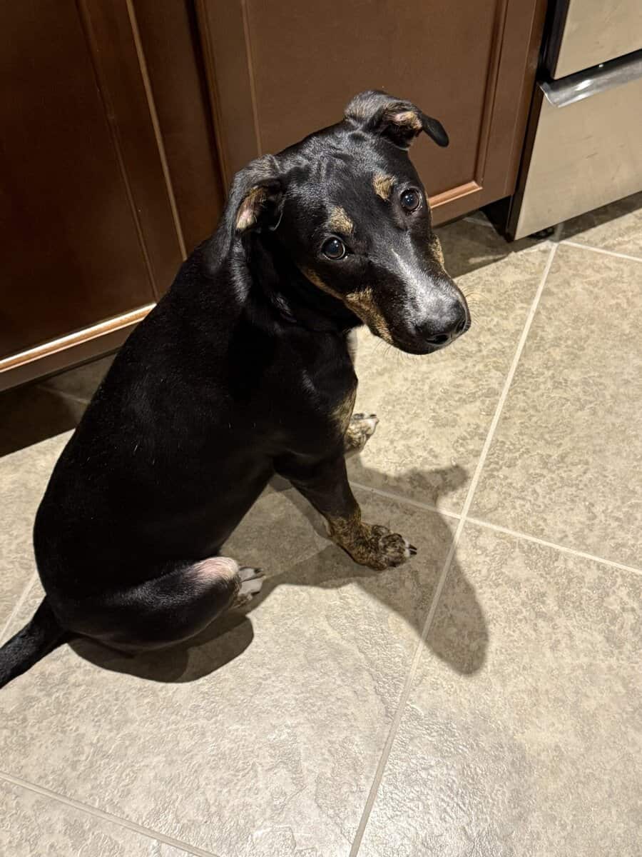 Rehoming our 5 month old puppy image 1