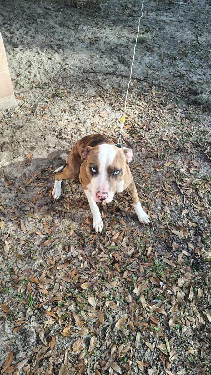 Cocoa - Catahoula Leopard Dog image 2