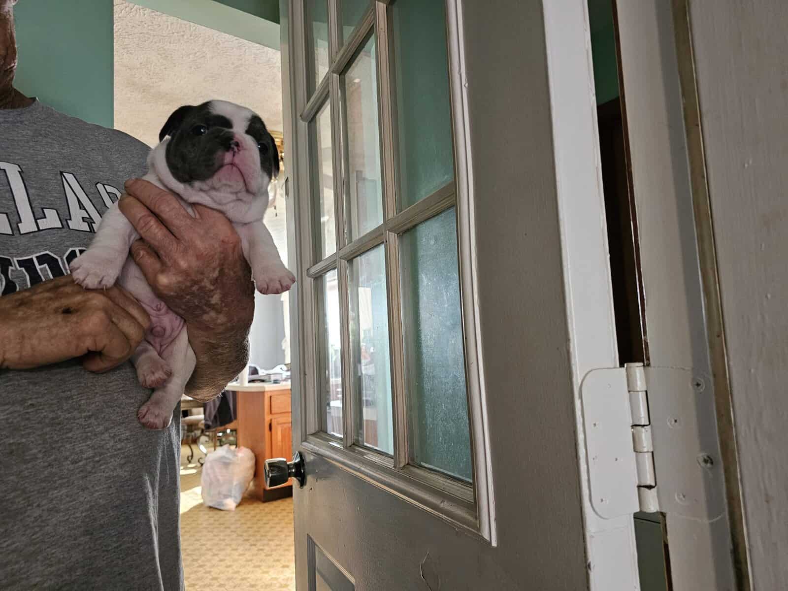 French bulldog puppies image 3