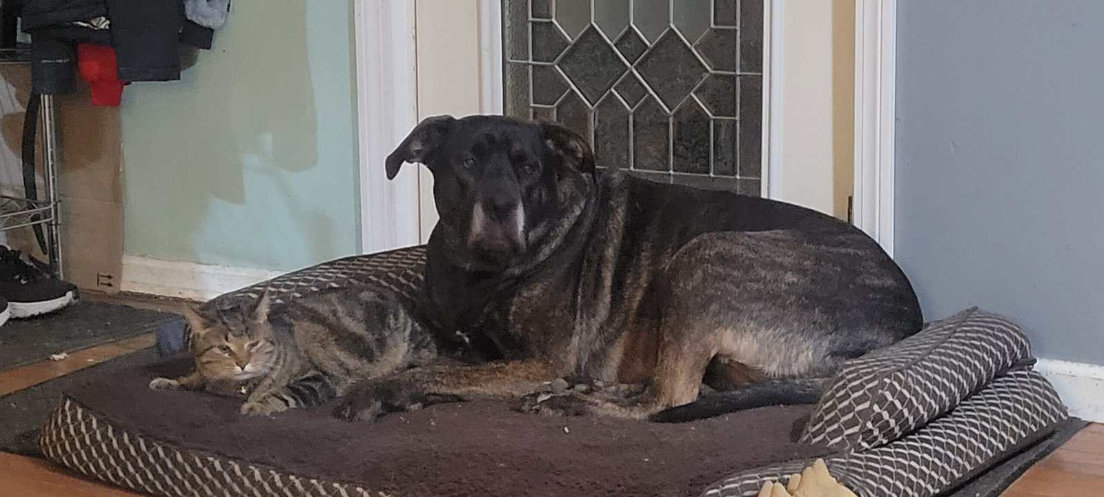 Female, large mixed breed, 3yrs old image 1