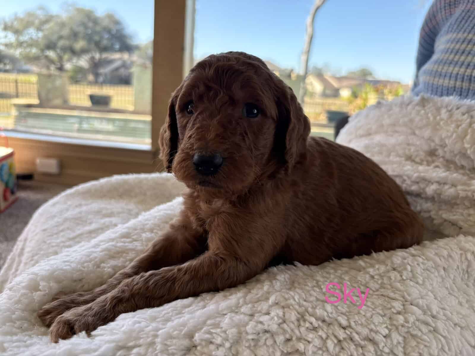 GORGEOUS GOLDENDOODLE PUPPIES! image 8