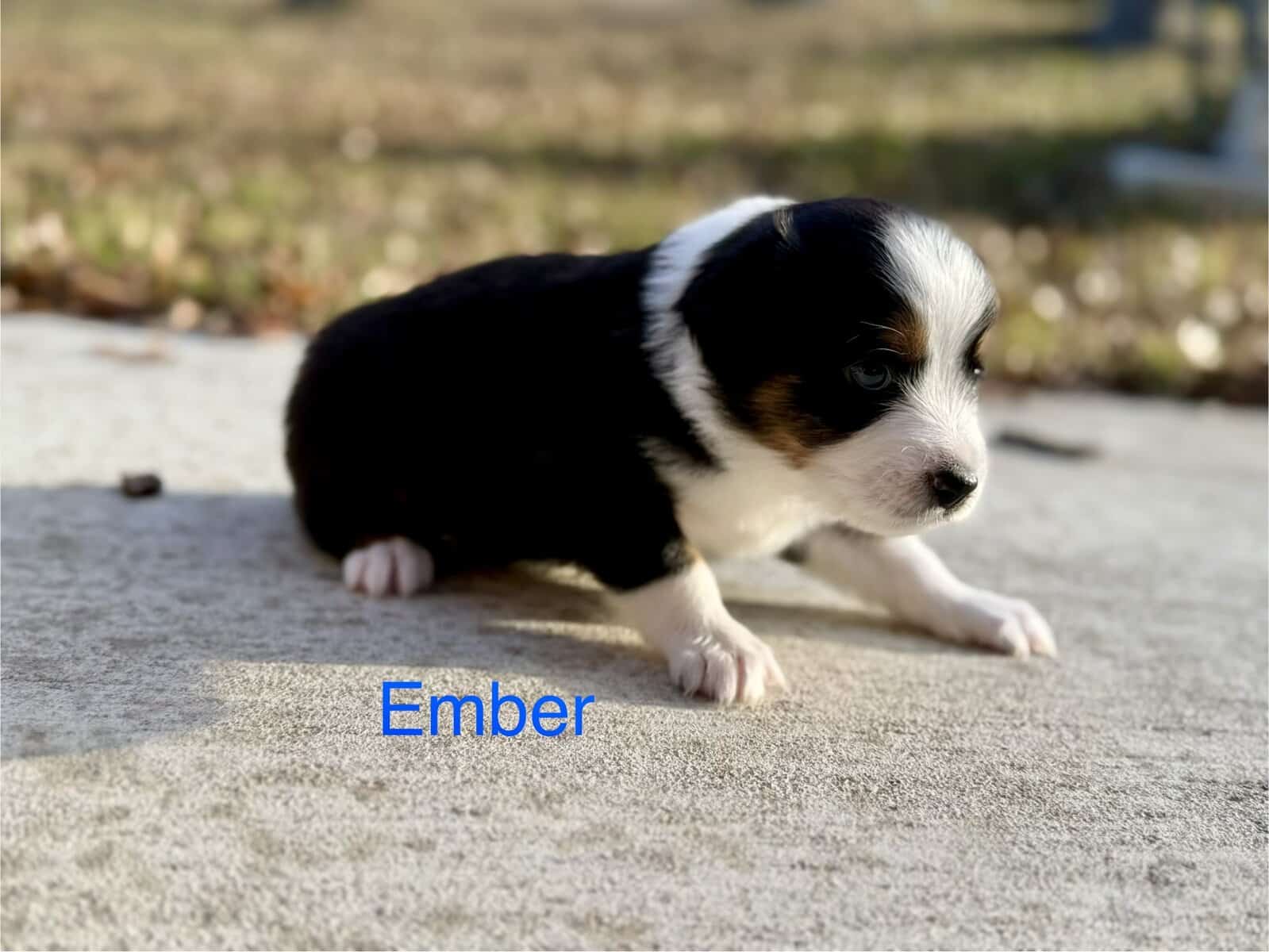 Mini Australian Shepard Puppy (Ember) image 2
