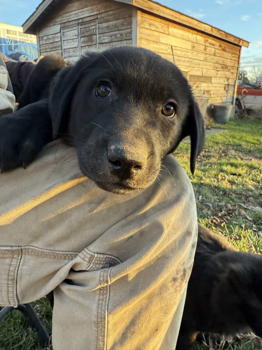 Lab mix puppies! image 4