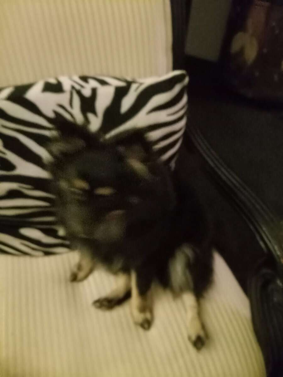 Pomeranian image 1