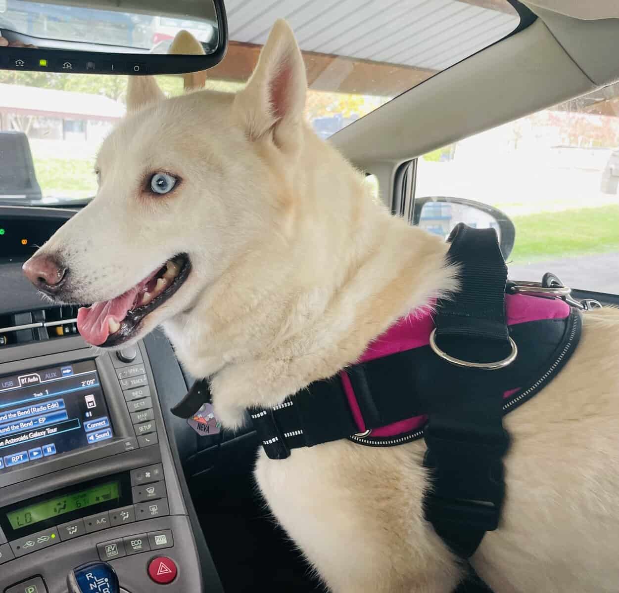 Female White Siberian Husky image 1
