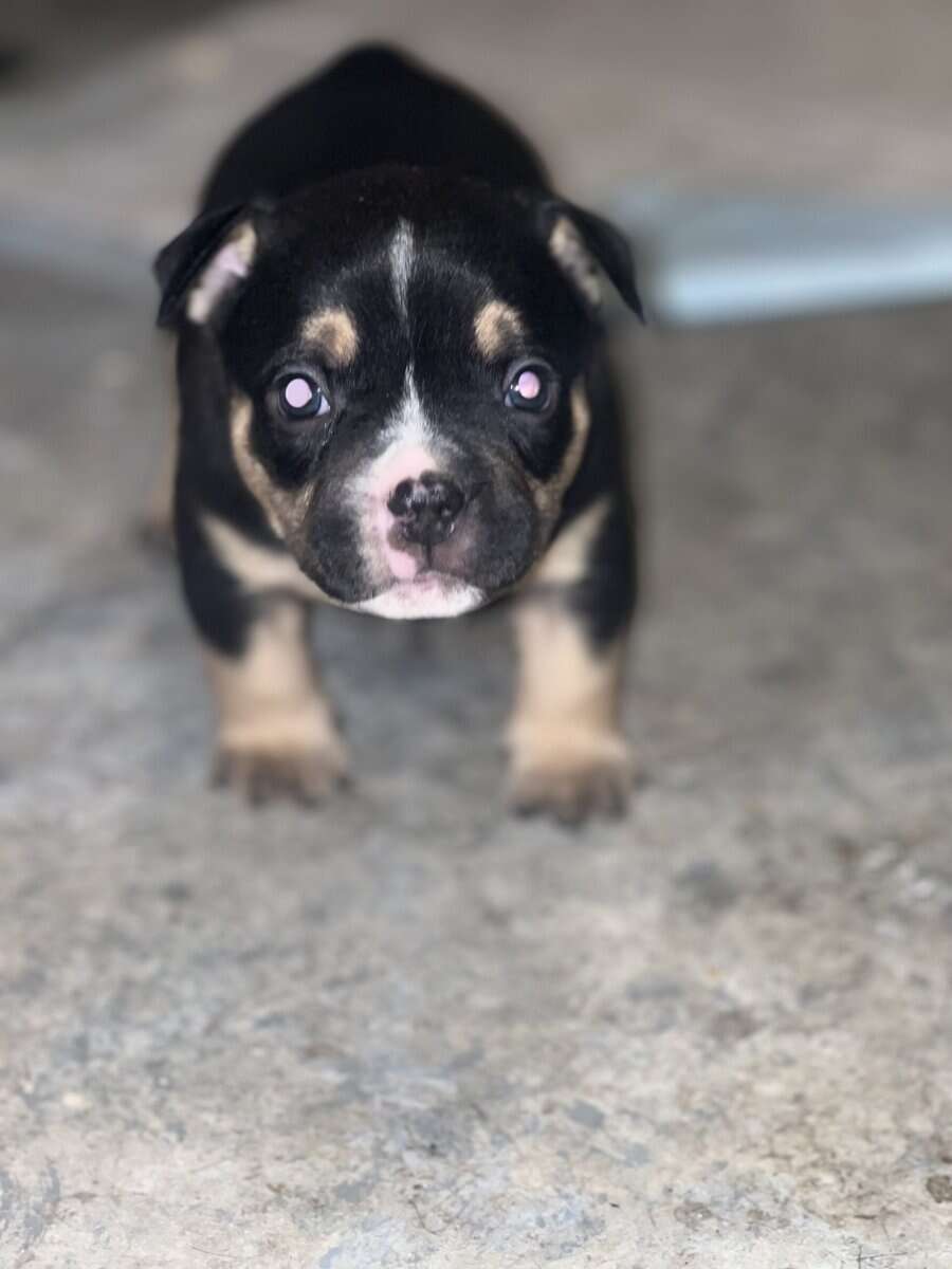 5 month old black tri pocket female image 13