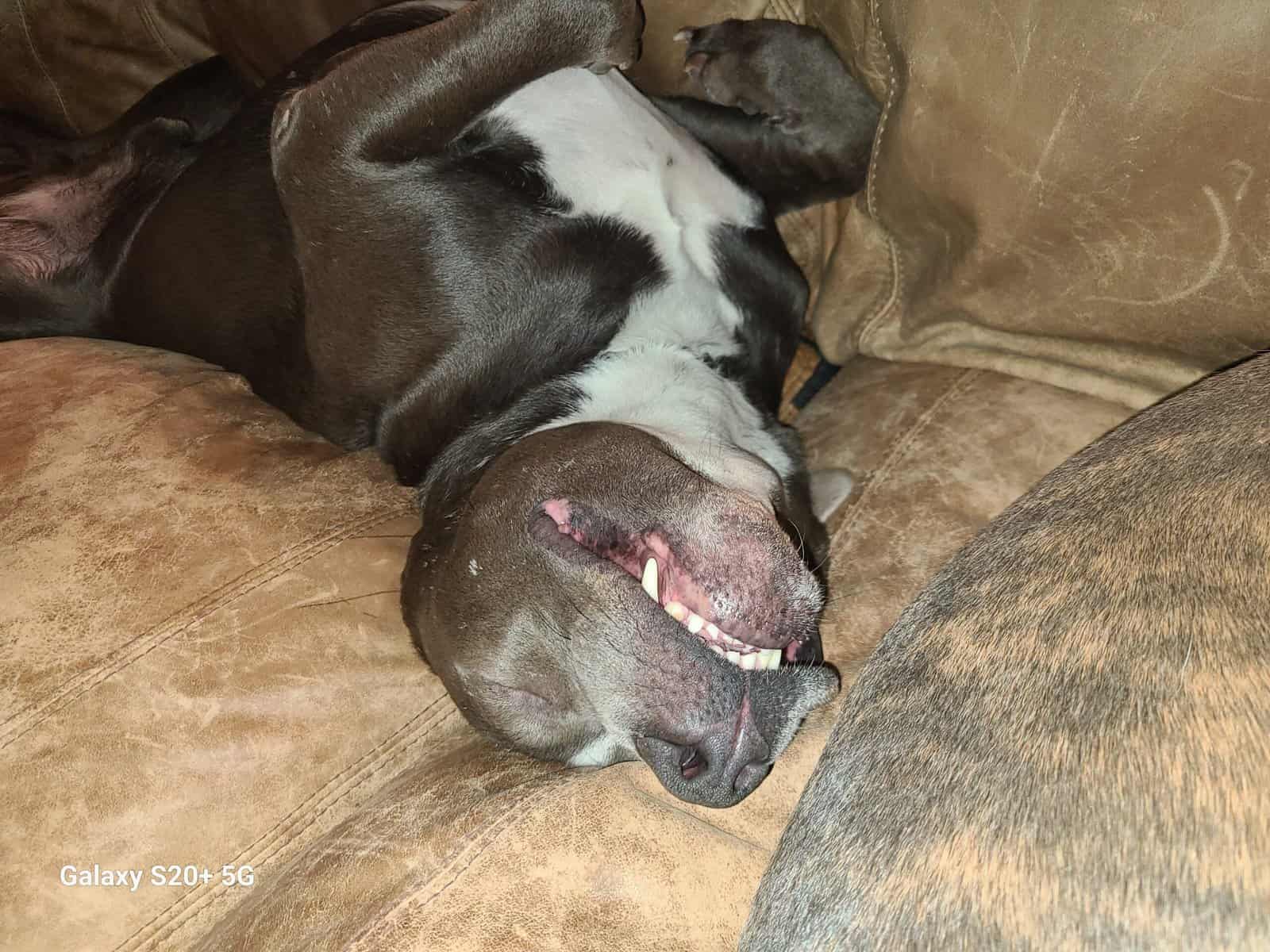 Rehome Xan image 1
