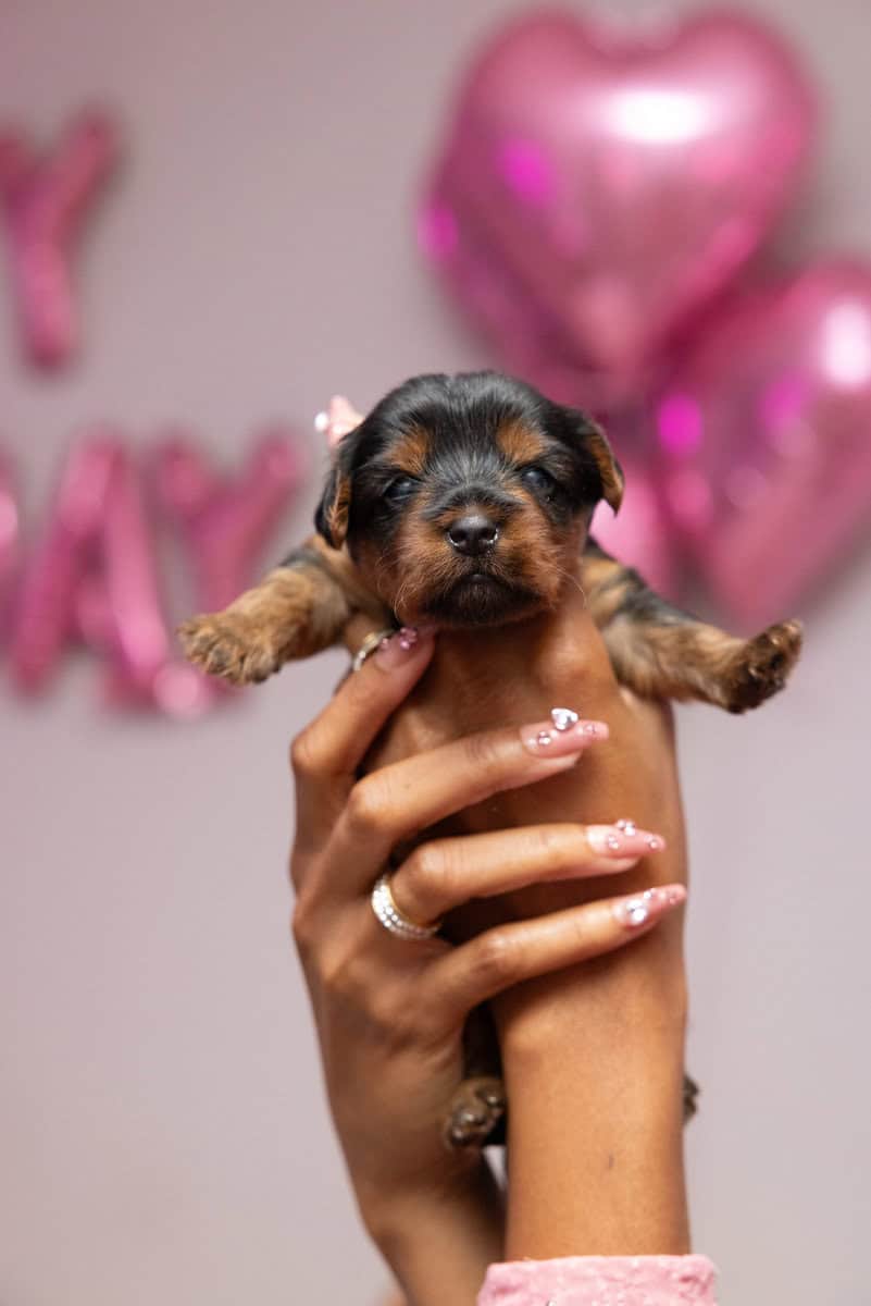 Adorable Yorkie Terrier Puppies Ready 4 Christmas image 3