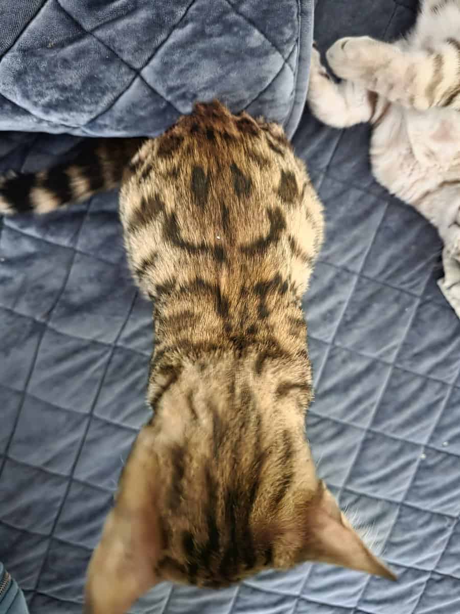 BENGAL Kittens image 4