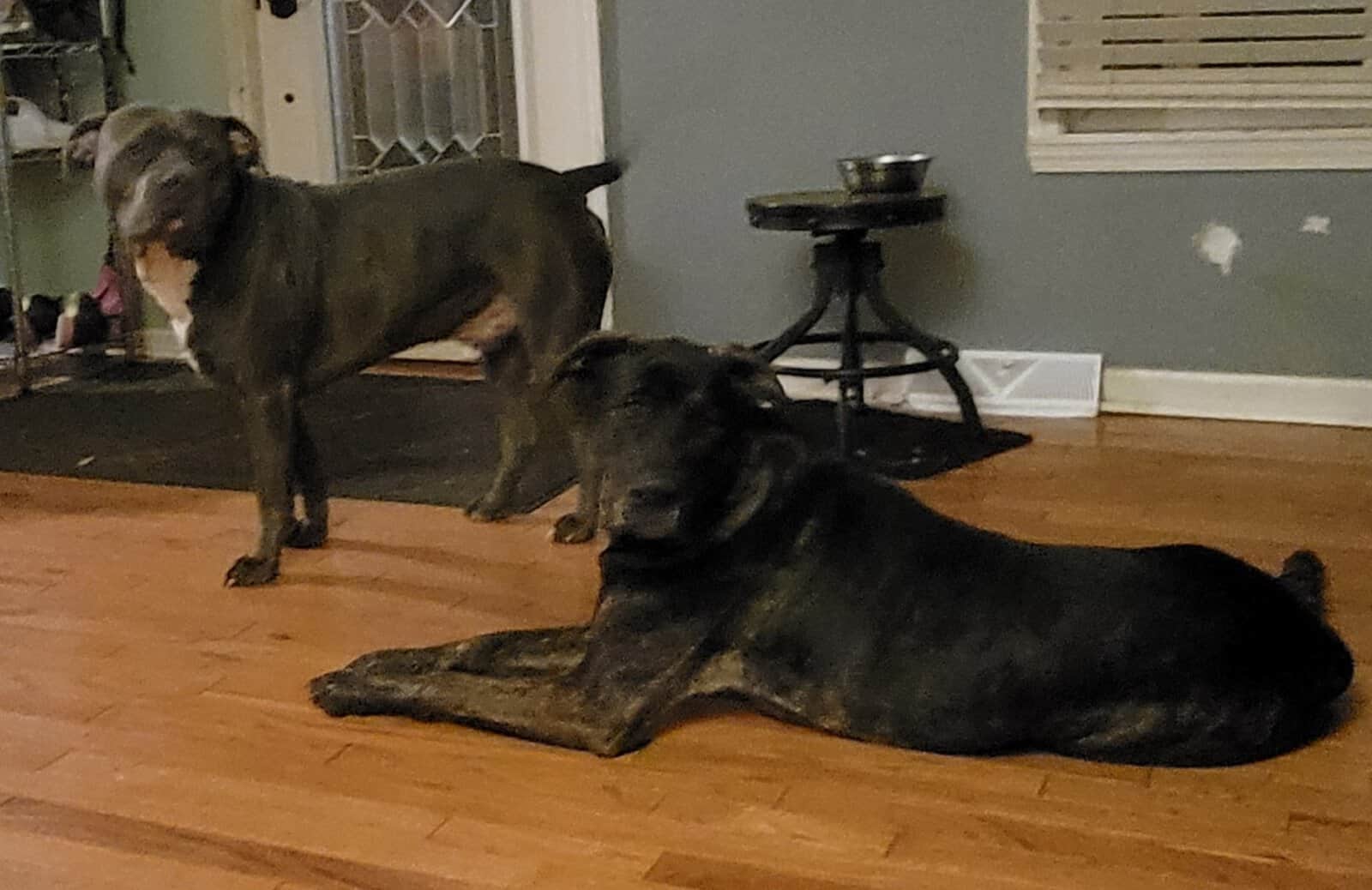 Female, large mixed breed, 3yrs old image 4
