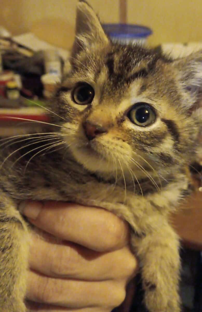 Kittens for sale to go to good homes image 1