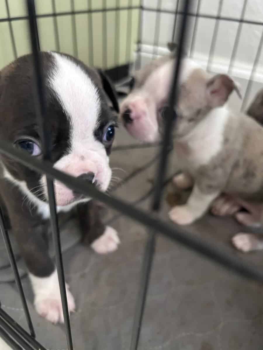 frenchton pups image 1