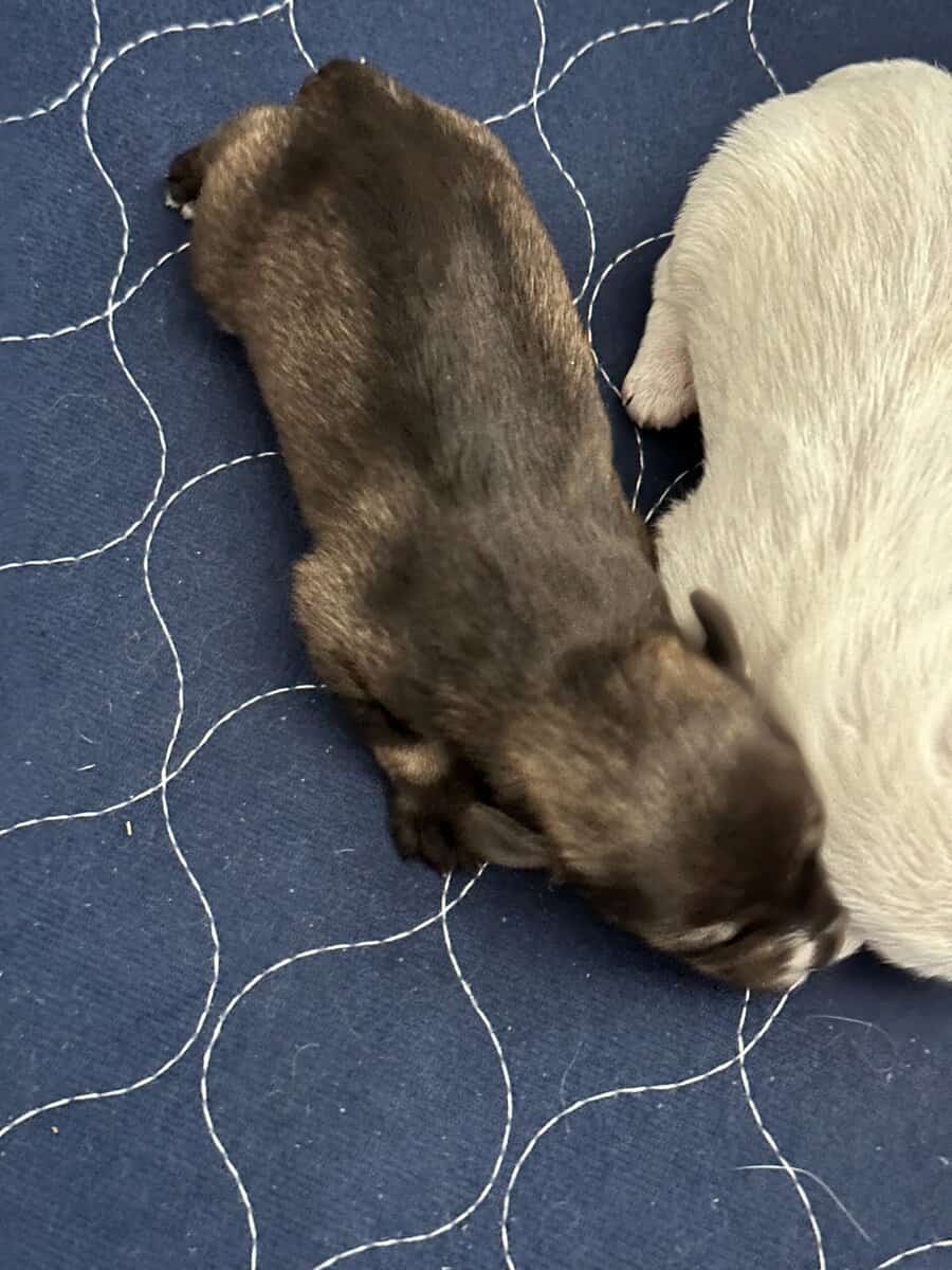Miniature Schnauzer Puppies image 4