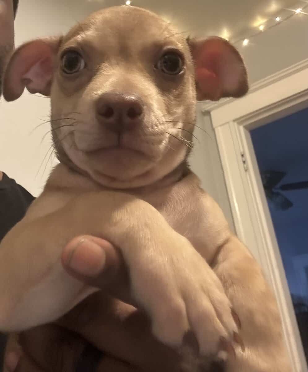 Meet Caramel image 9