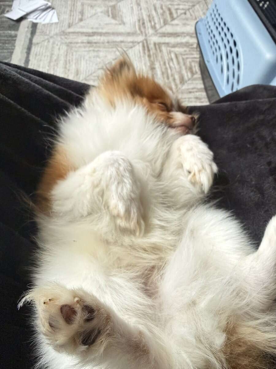 Pomeranian for sell image 3