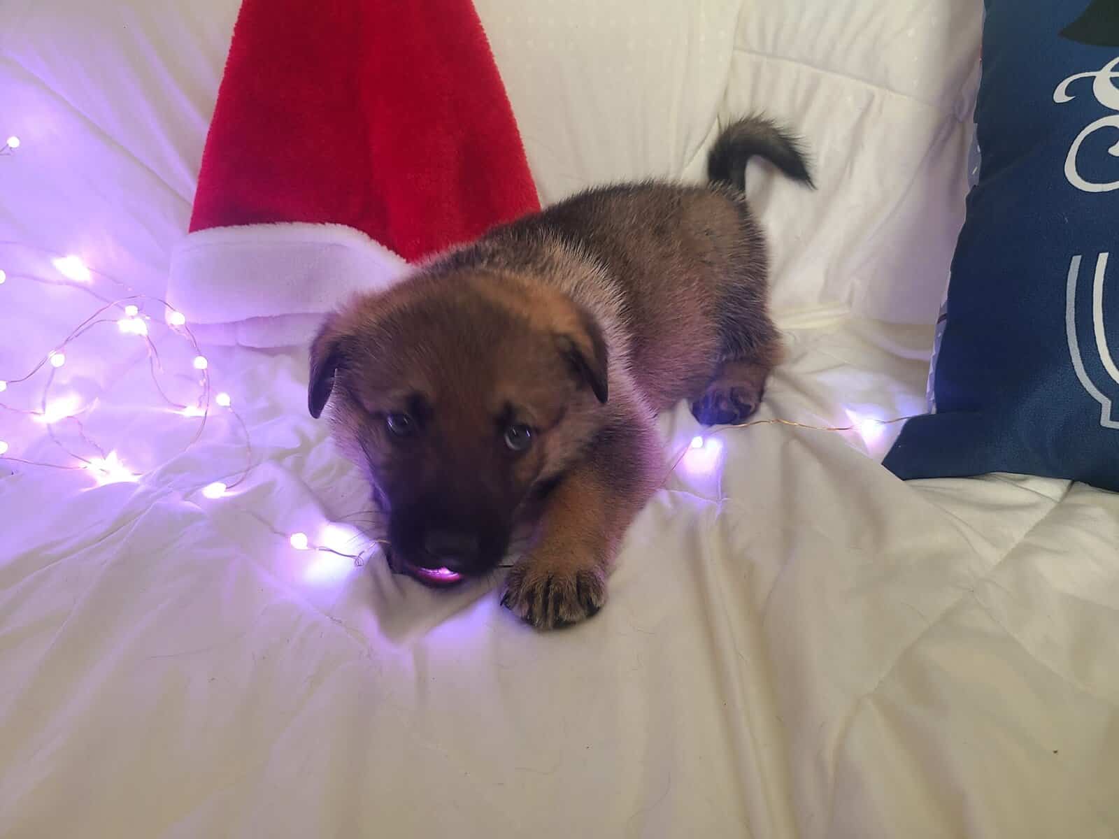 Wolf / German Shepherd Puppies - Teddy Bear image 5