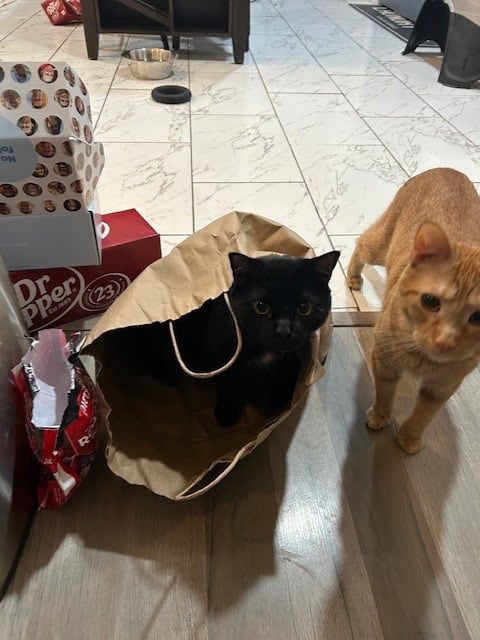 Gentle House Panther Needs His Forever Family image 3