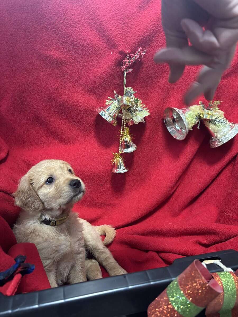 Golden Retriever puppies for sale before Christmas image 1