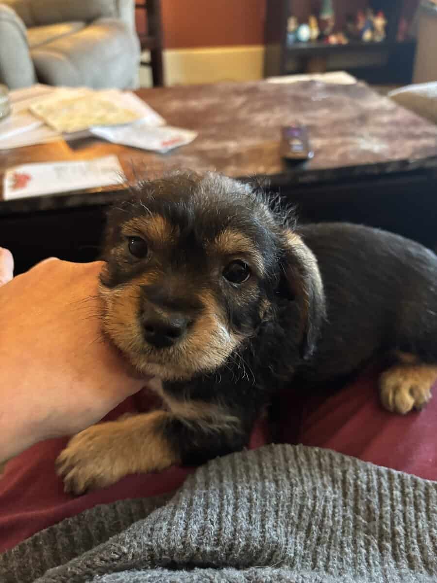 Puppies image 3