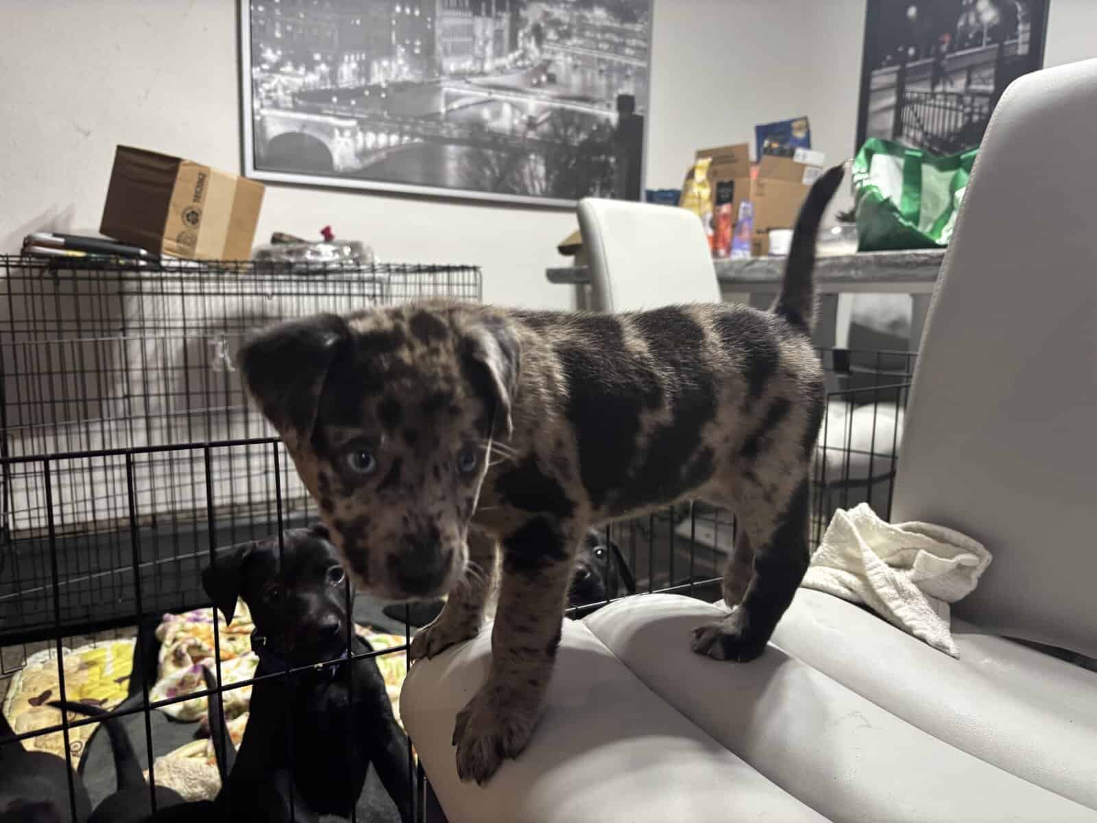 Catahoula puppy for sale image 3