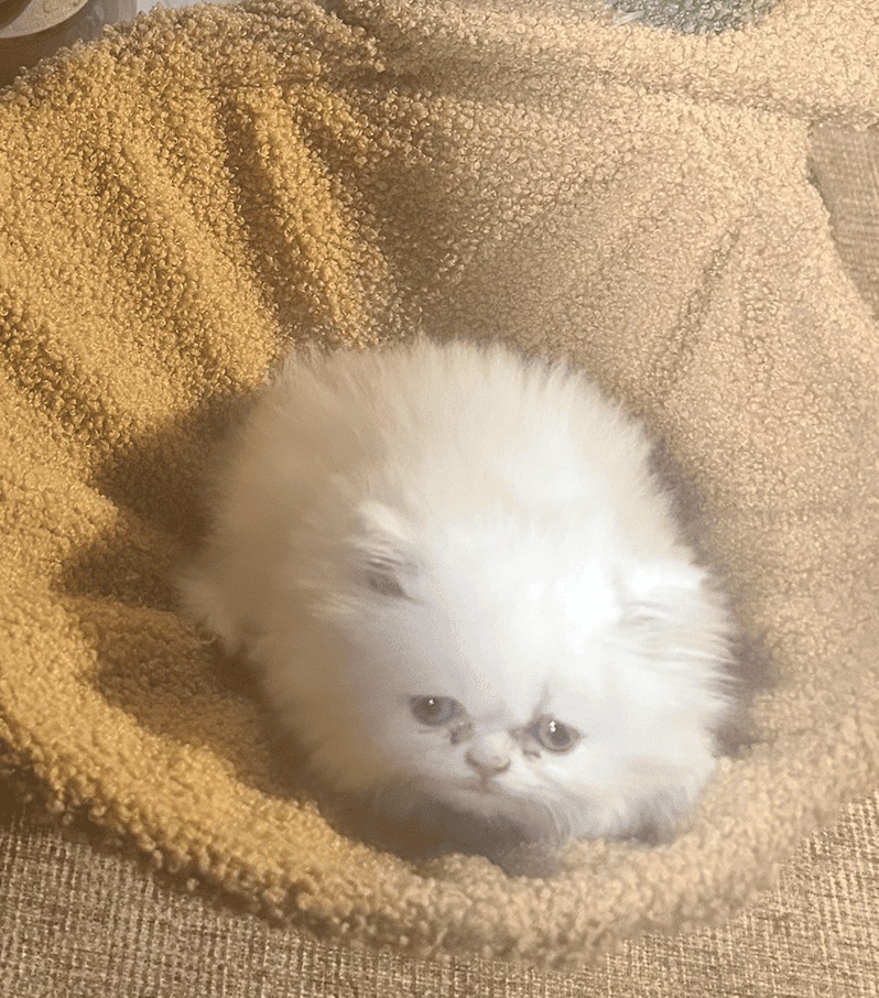 Beautiful, Pure White, Blue-Eyed Persian Kitten image 2