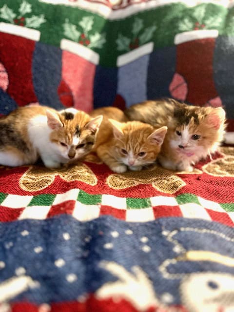 3 KITTENS AVAILABLE FOR ADOPTION. CALICO + ORANGE image 1