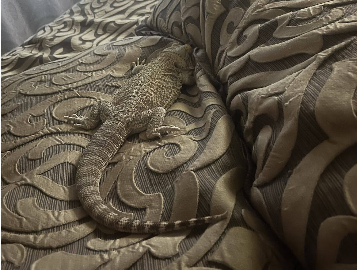 Bearded Dragon, and accessories image 4