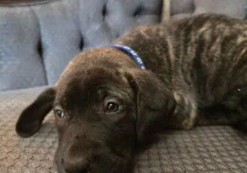 Half Great Dane/Half Mastiff Puppy-Catherine