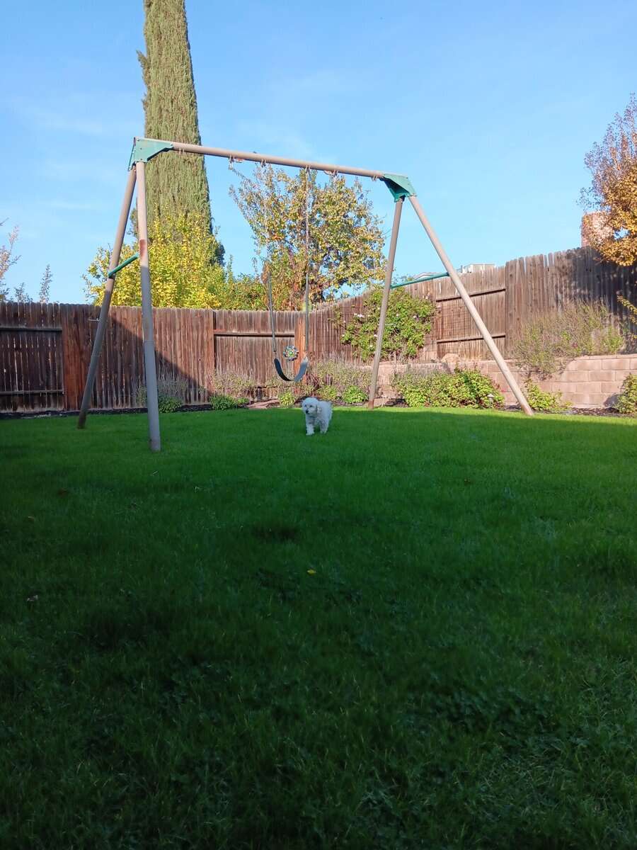 Senior Dog Free to a Good Home image 4