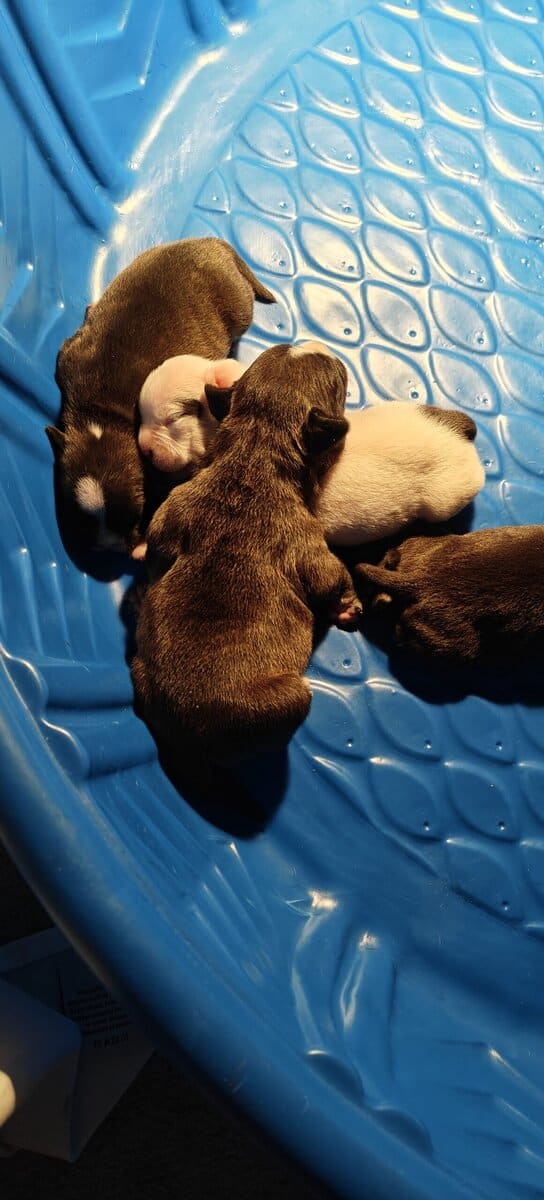 Levitt bulldogge / French bulldog hybrids image 14