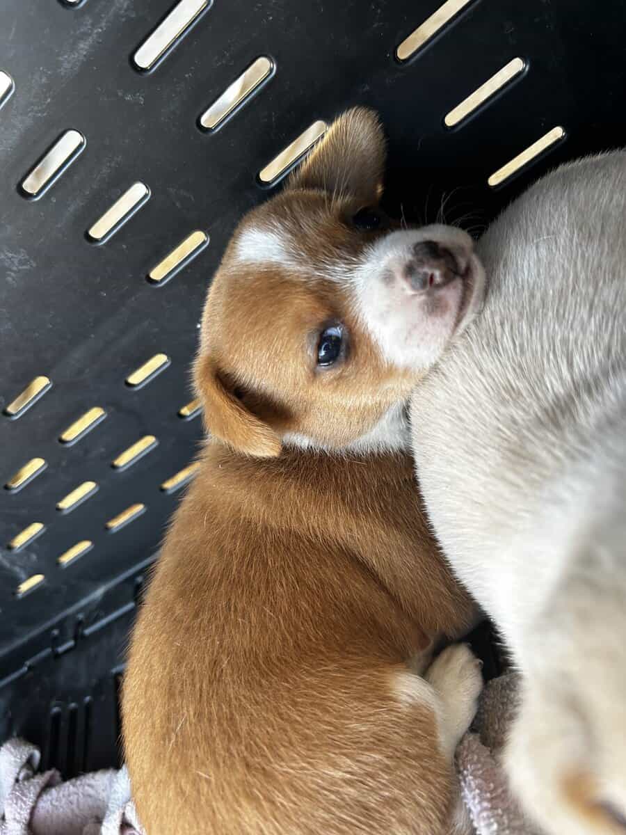 Chihuahua Puppies image 2