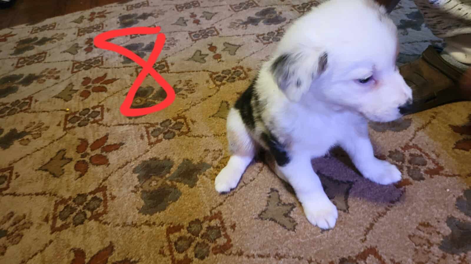 Australian Shepherd / Border Collie image 11
