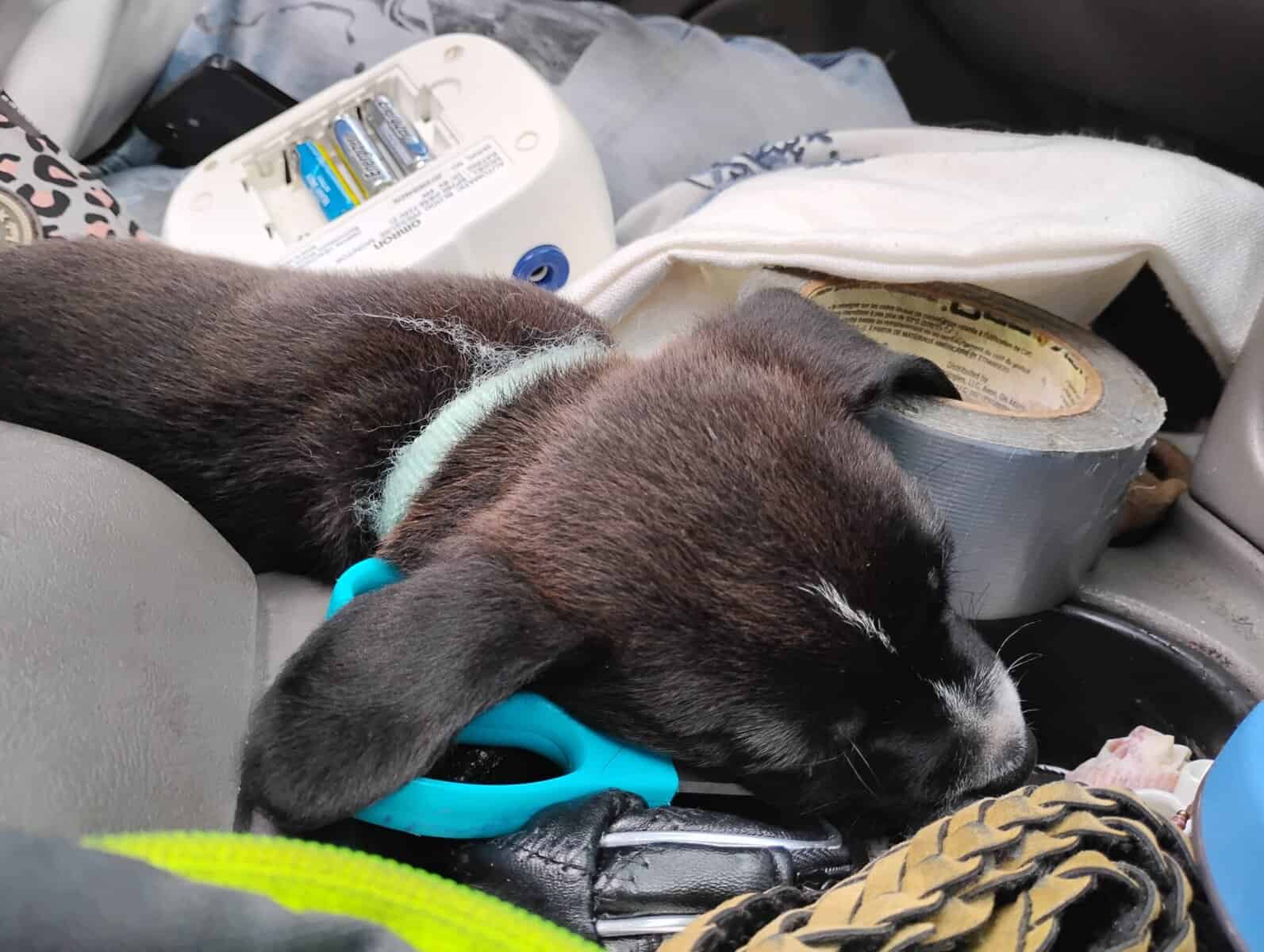 Puppy for good home image 1