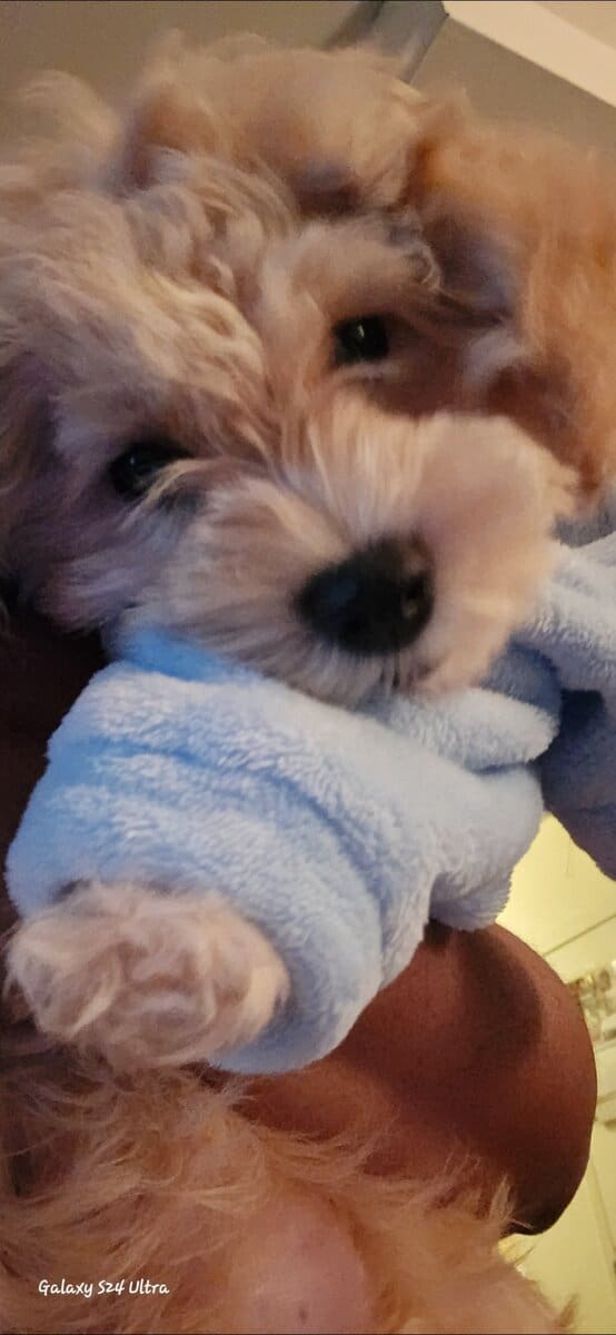 12 WK OLD MALE COCKAPOO image 7