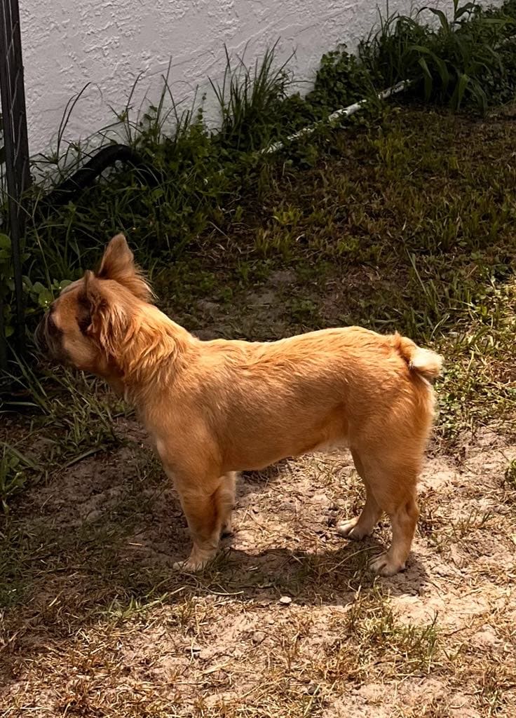 Fluffy female frenchie image 1