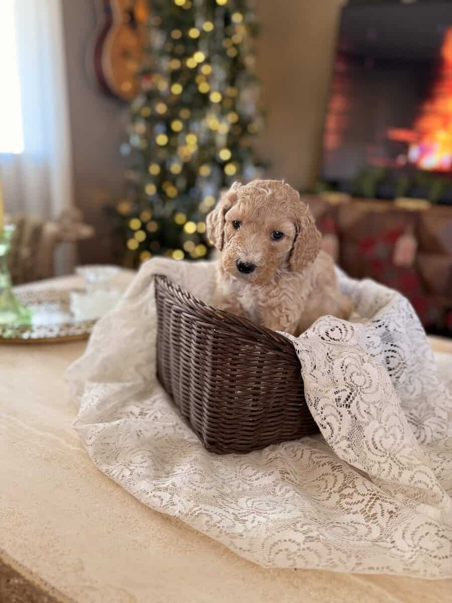 Standard Poodle puppies image 2