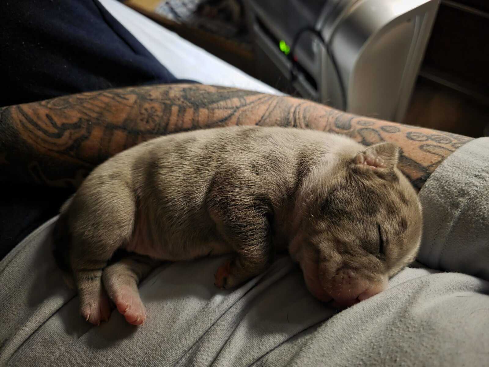 Pitbull puppies for sale image 3