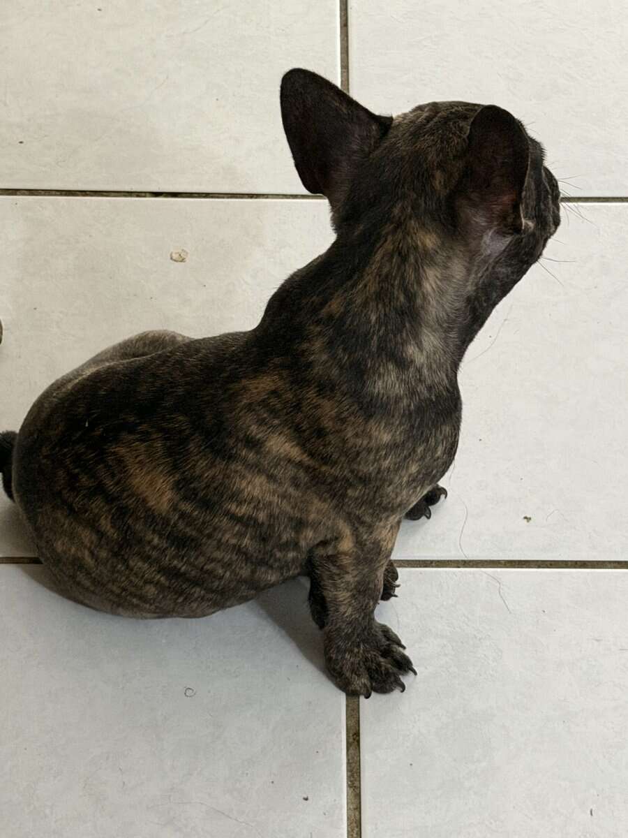 AKC Female French Bulldog image 2