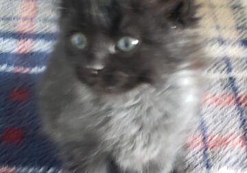 Grayson, a Sweet Tabby Kitten