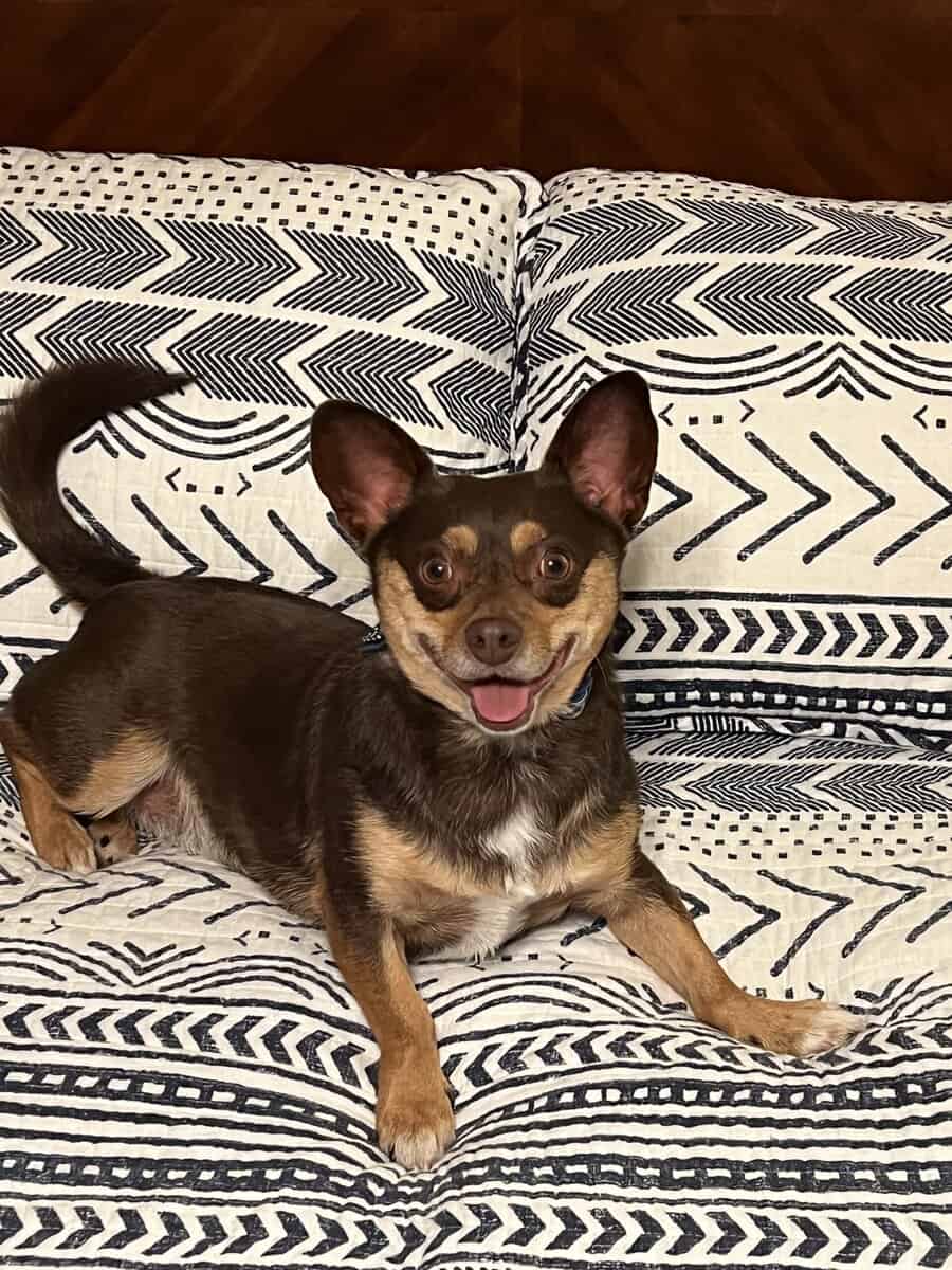 Adult Chihuhua Mix Looking for Loving Home image 1