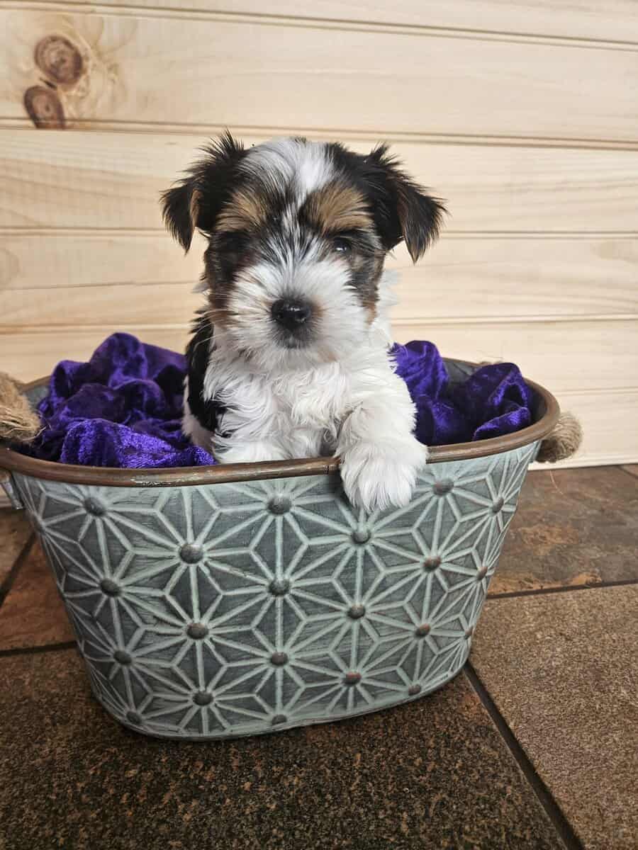 Female German Yorkie (Biewer Terrier puppy) image 2