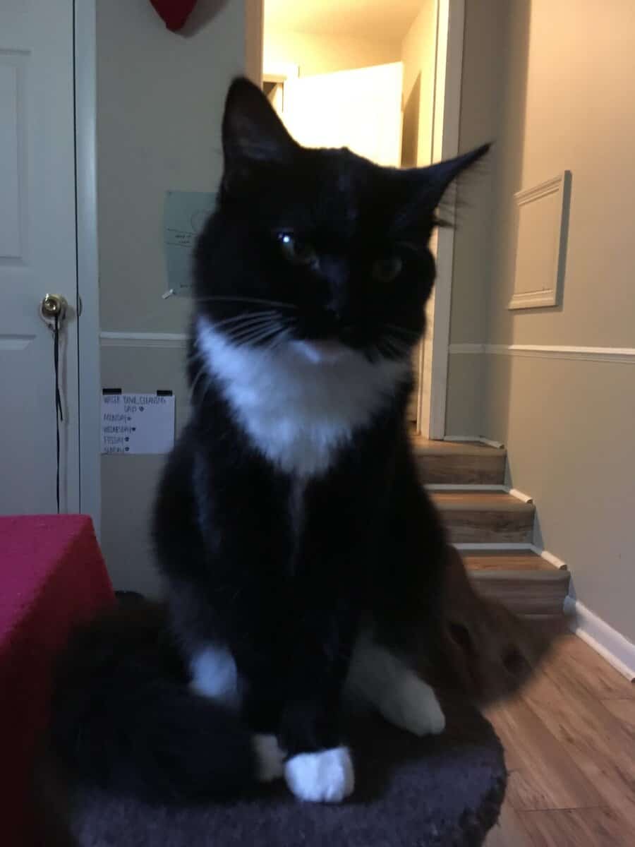 Sweet, Lazy Female Cat Needs a Home image 11