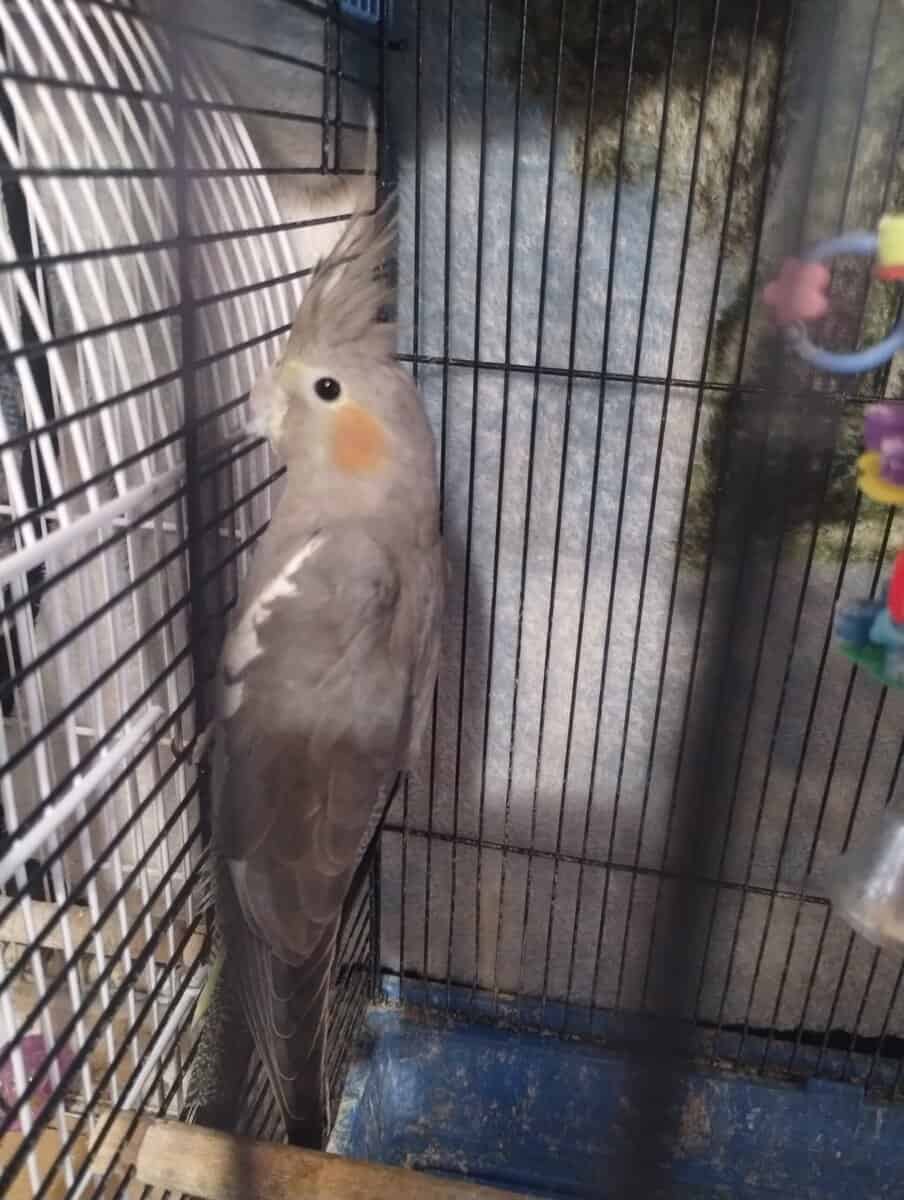 Baby Female cockatiels for sale!! image 2