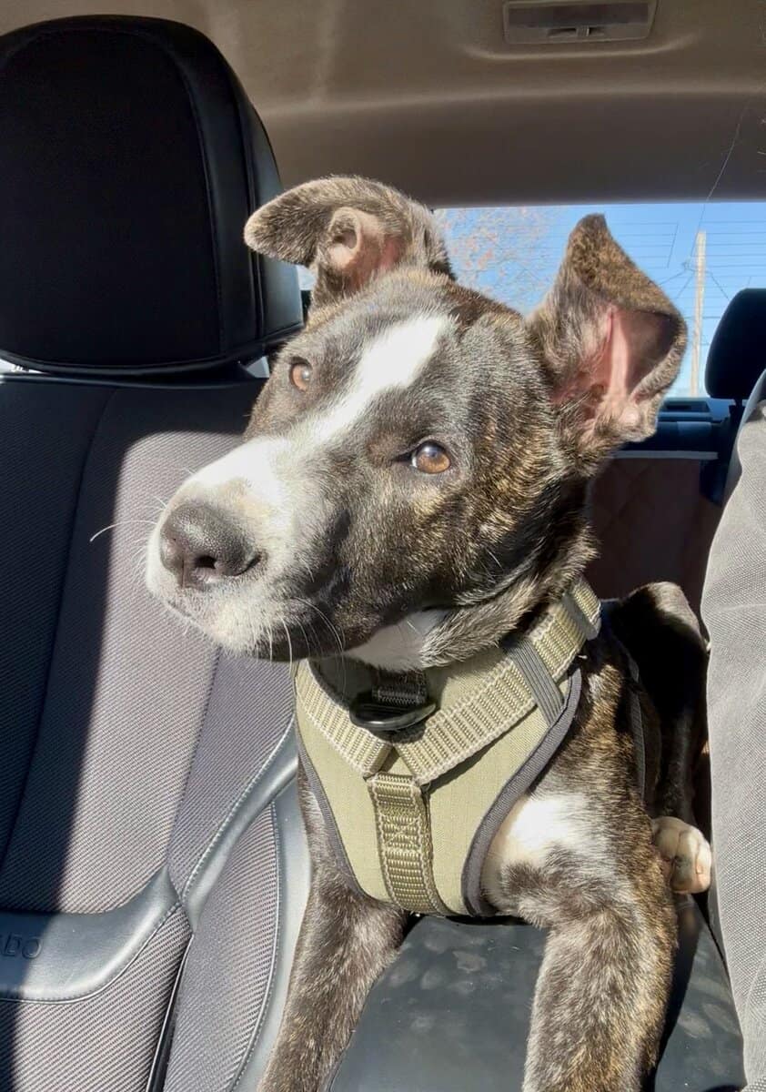 🎙️ Meet Draco — a 6-month-old brindle Pitbull-Box image 1