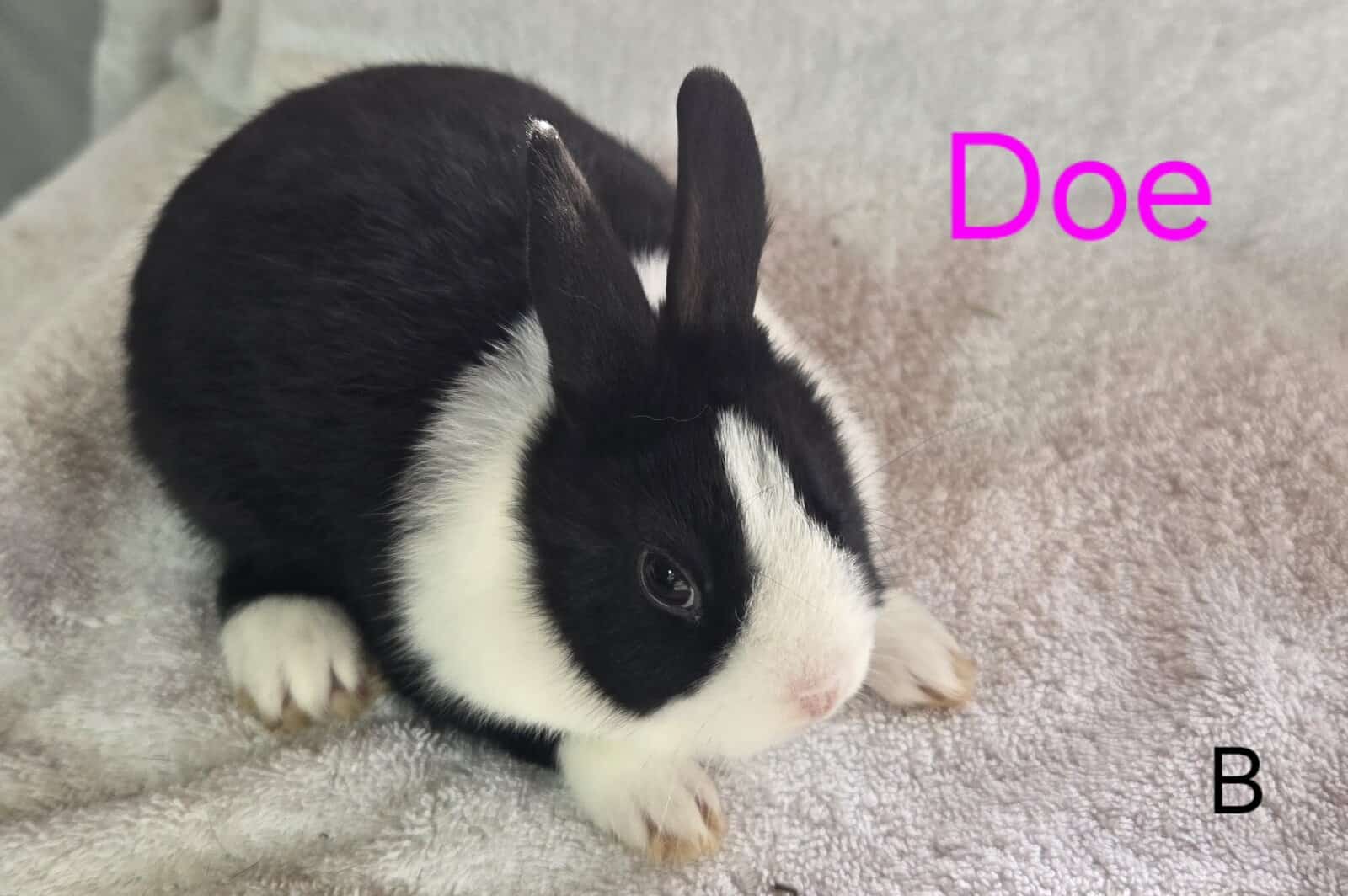 Baby Dutch Rabbits for Christmas...Ready Dec 15 image 2